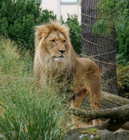 berlinzoo19
